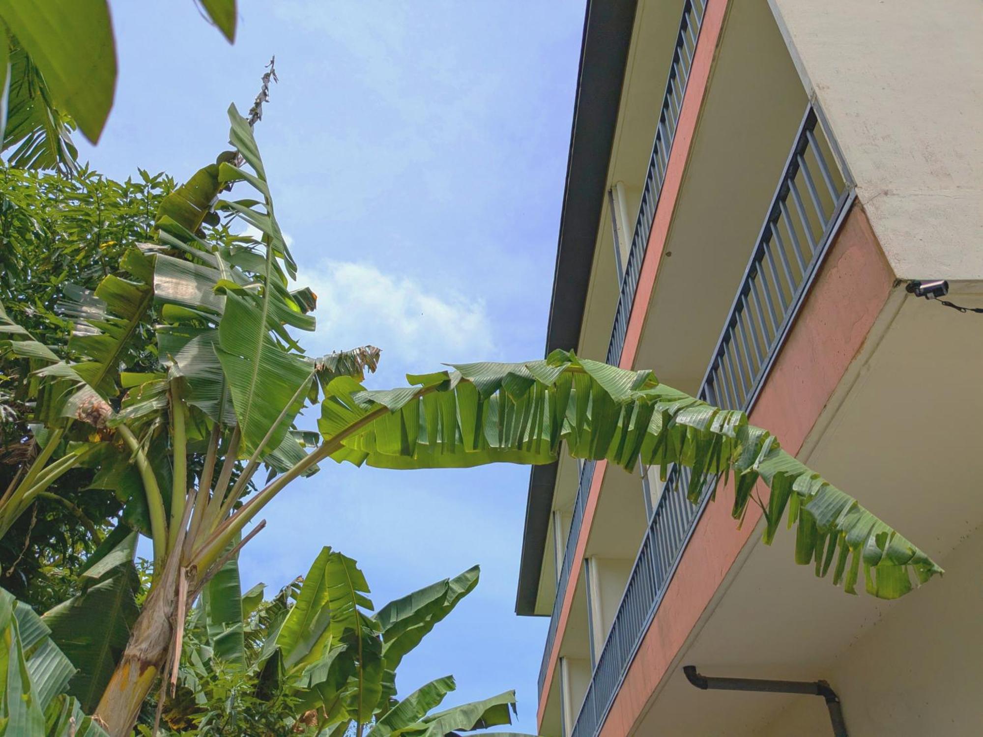 Garden Palace Downtown Koror village Exterior foto