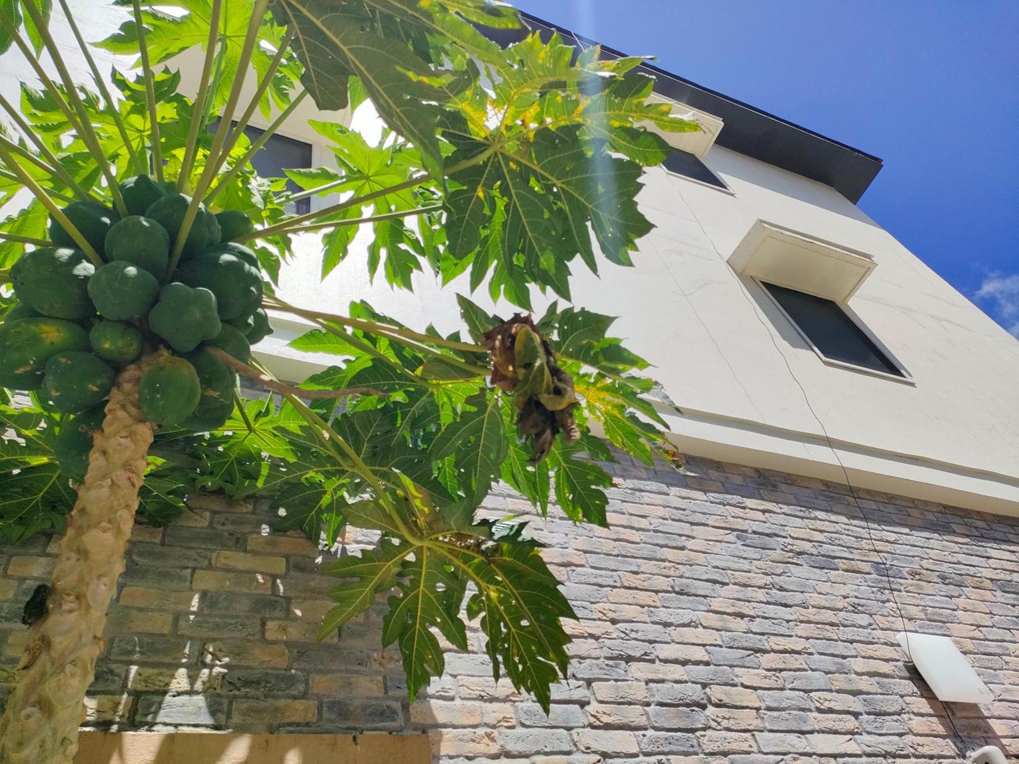 Garden Palace Downtown Koror village Exterior foto